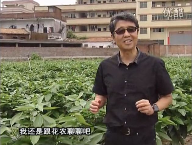 20160606珠江臺搖錢樹：觀葉植物用微補方案，壯根提長、保葉抗病好！