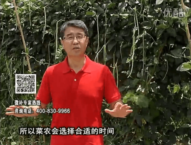 20160718珠江臺(tái)搖錢樹：瓜果蔬菜用微補(bǔ)水肥方案，結(jié)果多、有產(chǎn)量