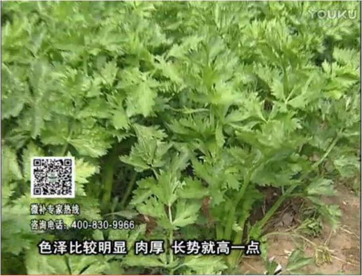 20170109珠江臺(tái)搖錢樹：葉菜如何種？長(zhǎng)勢(shì)好又高產(chǎn)！