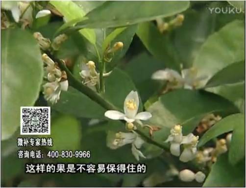 20170313珠江臺搖錢樹：柑橘淋沖微補根力鈣+精力，噴微補花力+硼力，來花健壯，預防減少弱花畸形花